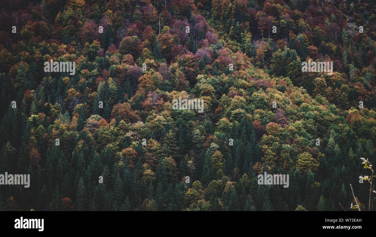 Herbst-Hintergrund Stockfoto