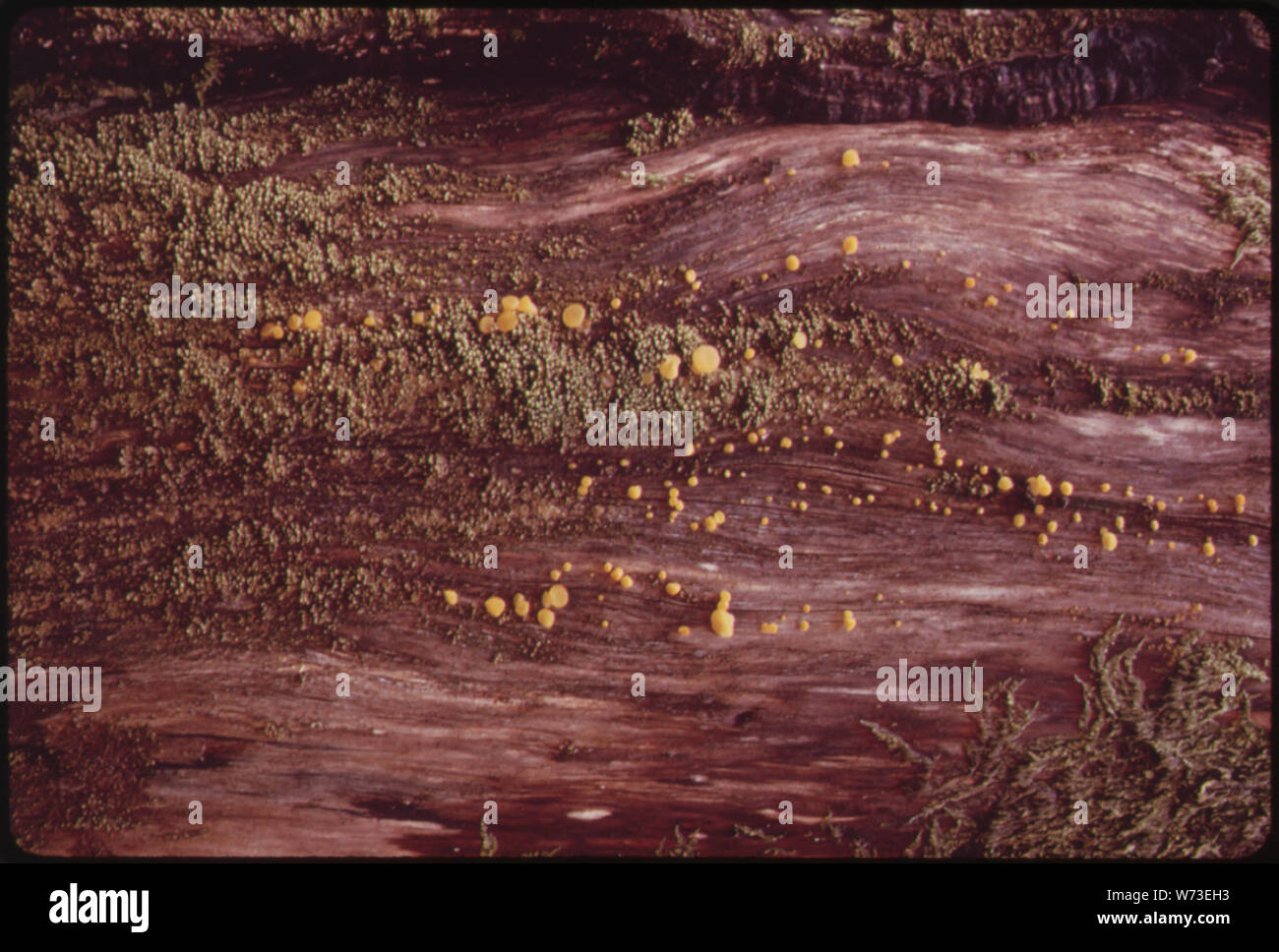 Hexen LACK PILZ AUF EINEM TOTEN TANNE BAUMSTUMPF in Olympic National Park, Washington Stockfoto