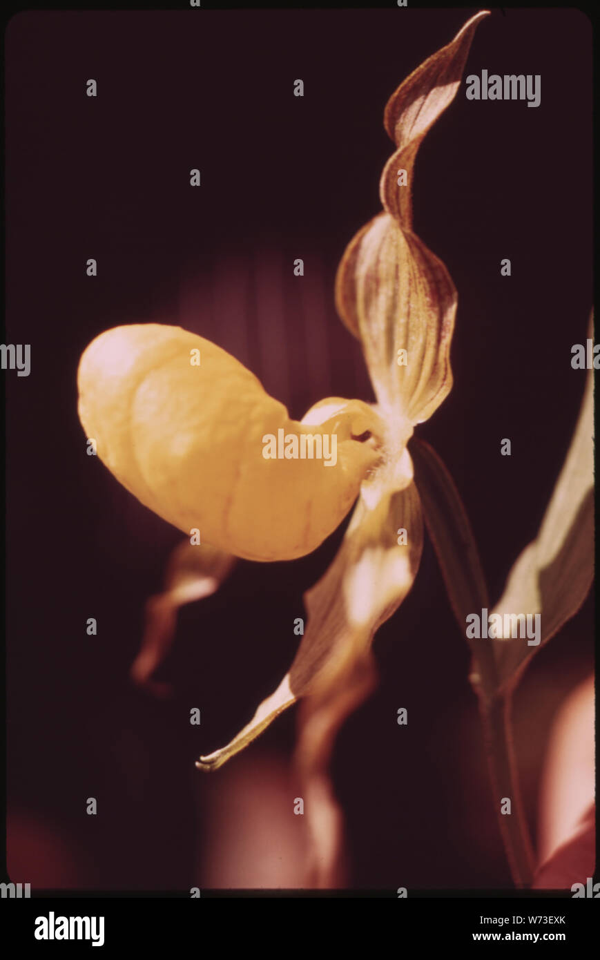 Gelbe Dame Frauenschuh (Cypripedium PUBESCENS), IN DER ADIRONDACK FOREST PRESERVE Stockfoto