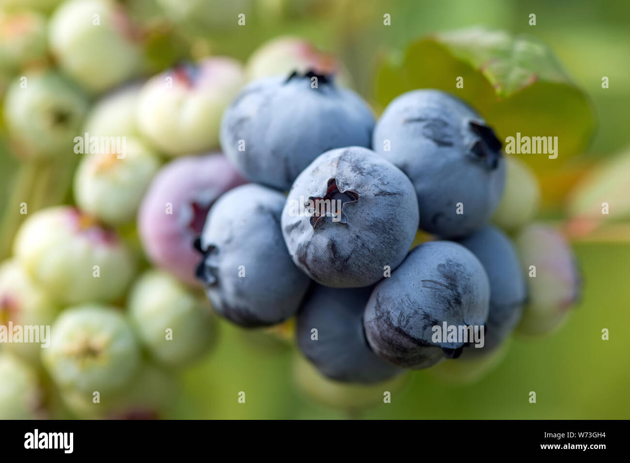 Nahaufnahme reife frische organische Blaubeeren auf die Büsche Stockfoto