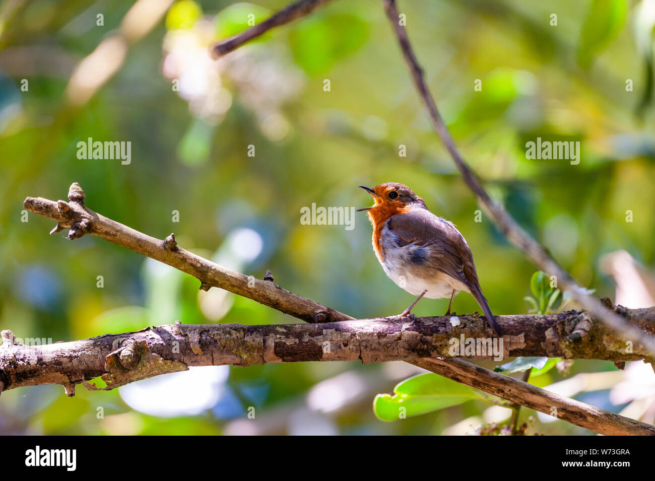 Ein lebendiges Bild einer Robin Red Breast singen beim Sitzen auf einem Zweig in einem Baum. Stockfoto