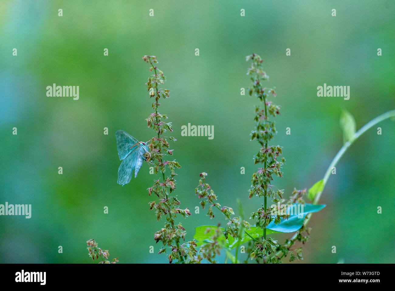 Die großen Smaragd (Geometer papilionaria) in Wäldern in der Nähe von Stourhead, Warminster UK Stockfoto