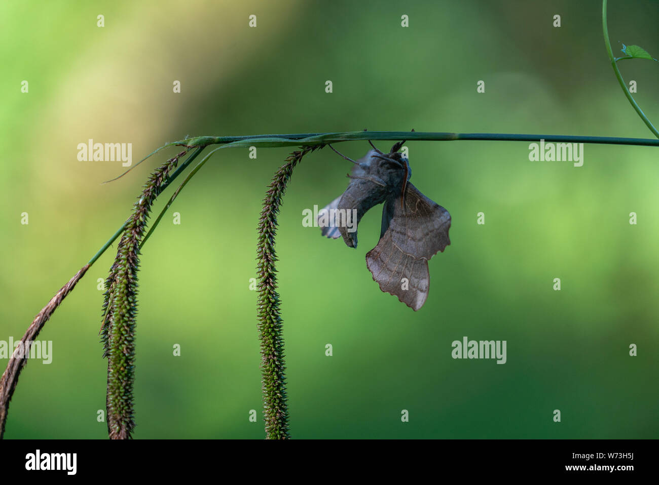 Laothoe populi (Pappel Hawk-moth) in Wäldern in der Nähe von Stourhead, Warminster UK Stockfoto