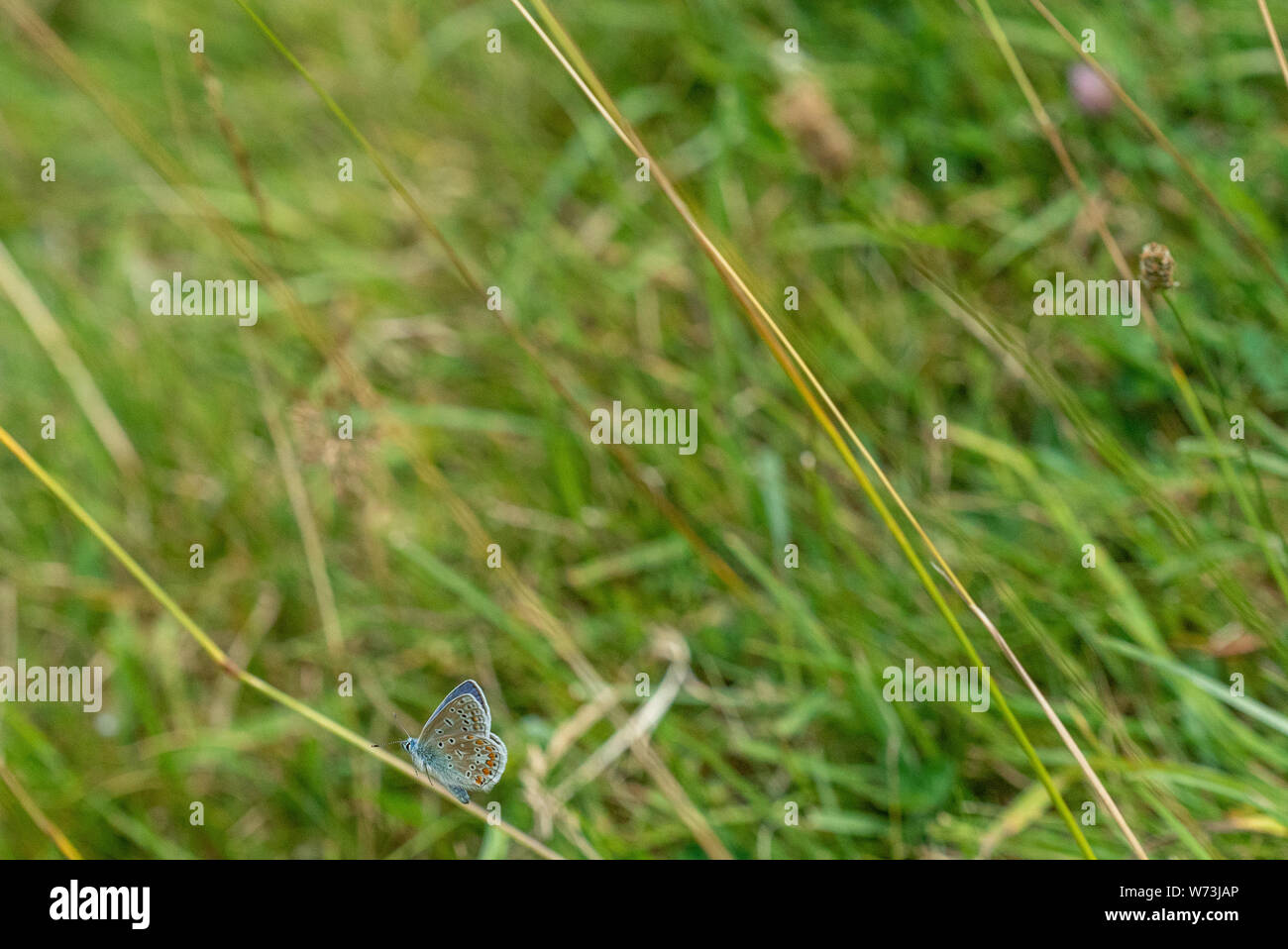 Gemeinsame blauer Schmetterling im Flug bei Avebury ring Graben beilegen, Avebury, Wiltshire GROSSBRITANNIEN Stockfoto