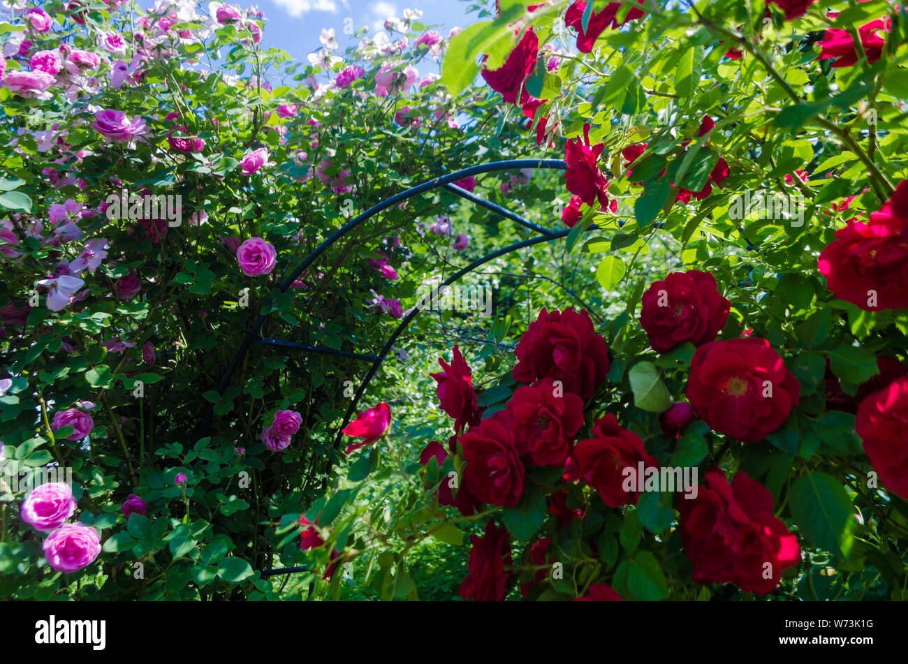 Bush flauschige rosa und rote Rosen in sonniger Tag. Romantische Röschen  auf grüne Blätter Hintergrund im Garten. In der Nähe von Büschen mit voller  Blüten auf Sträuchern b Stockfotografie - Alamy