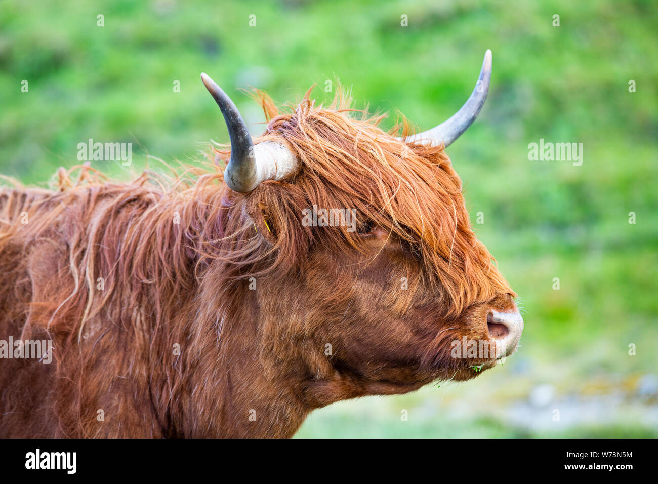 Kopf eines Highland Cattle in Schottland Stockfoto