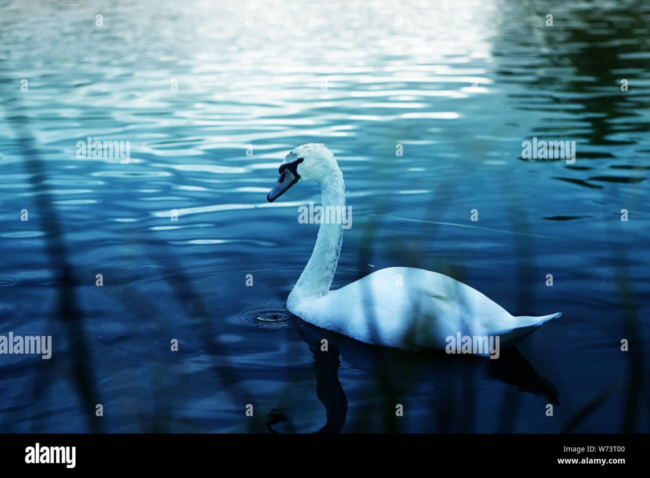 Schöner vogel White Swan Bilder auf Baum Hintergrund Stockfoto