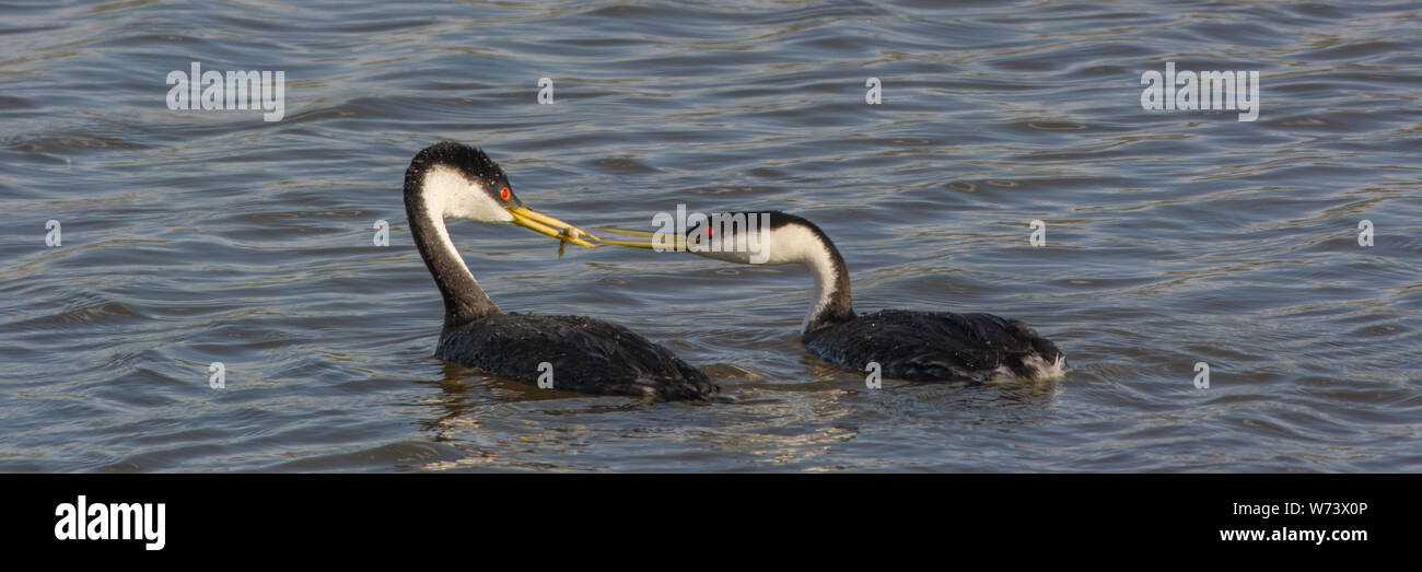 WESTERN Grebes (Aechmophorus occidentalis) aus Delta County, Colorado, USA. Stockfoto