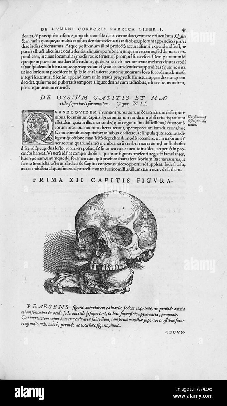 De Humani Corporis Fabrica (29). Stockfoto