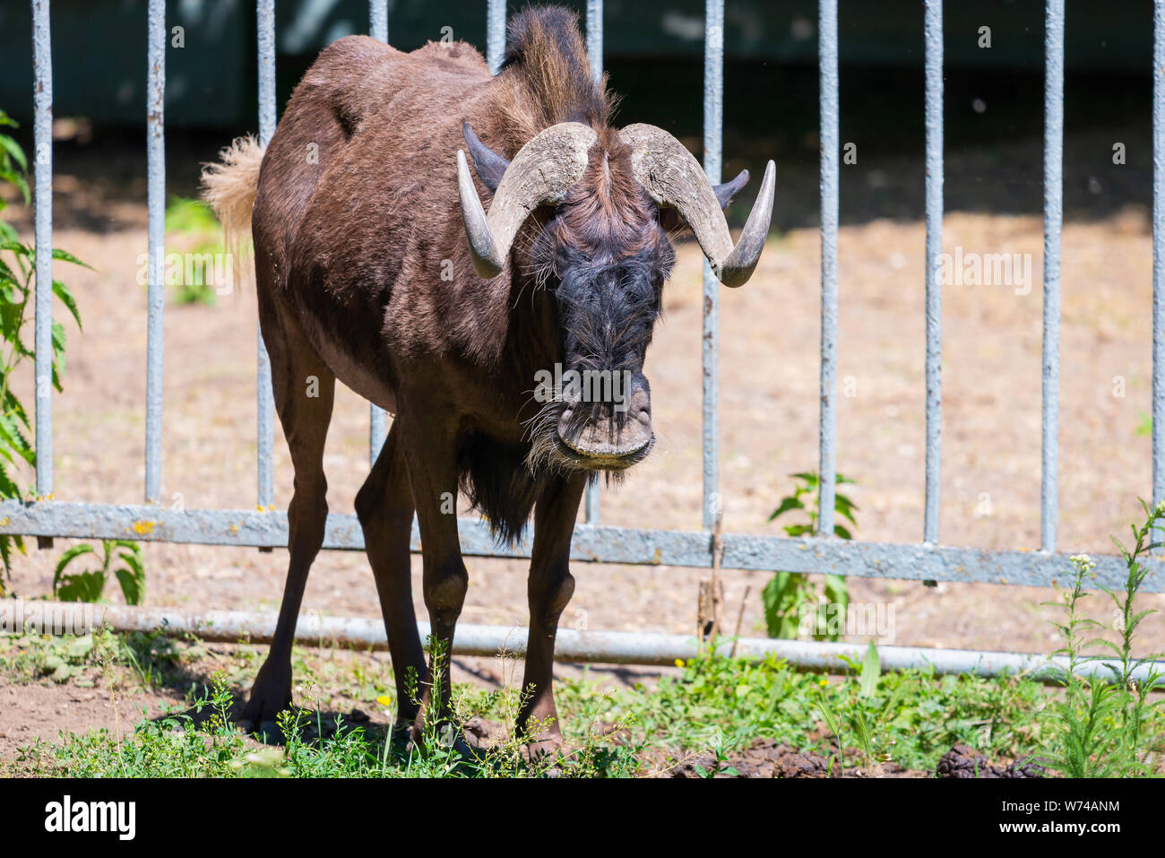 Blue Wildebeest Aka White bärtigen Gnus oder gestromt gnu im Zoo. Stockfoto