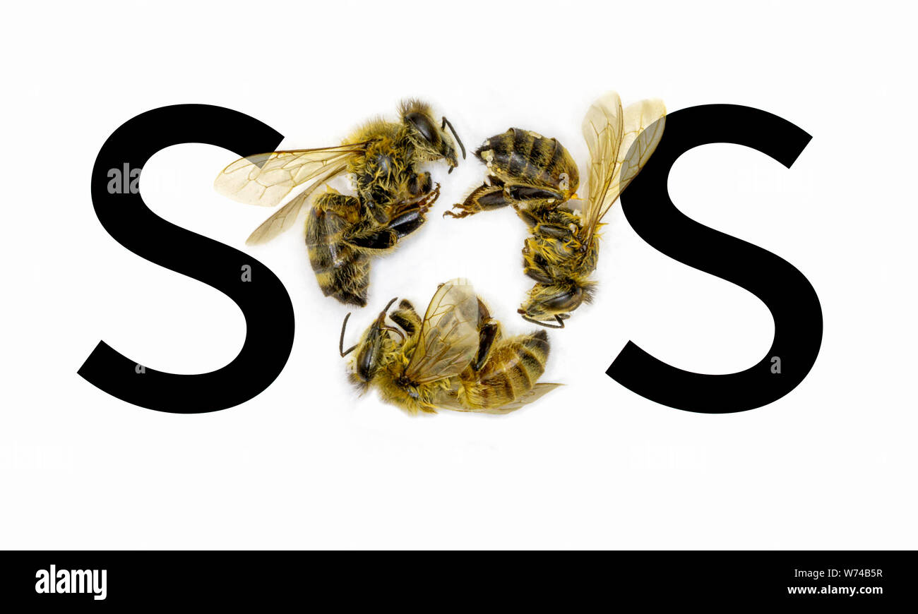SOS Speichern Sie die Bienen. Bei Bienen aufgrund der Zerstörung von Lebensräumen, die Umweltverschmutzung und die Verwendung von Pestiziden, SOS Text mit O durch tote Bienen auf einem weißen Hintergrund. Stockfoto
