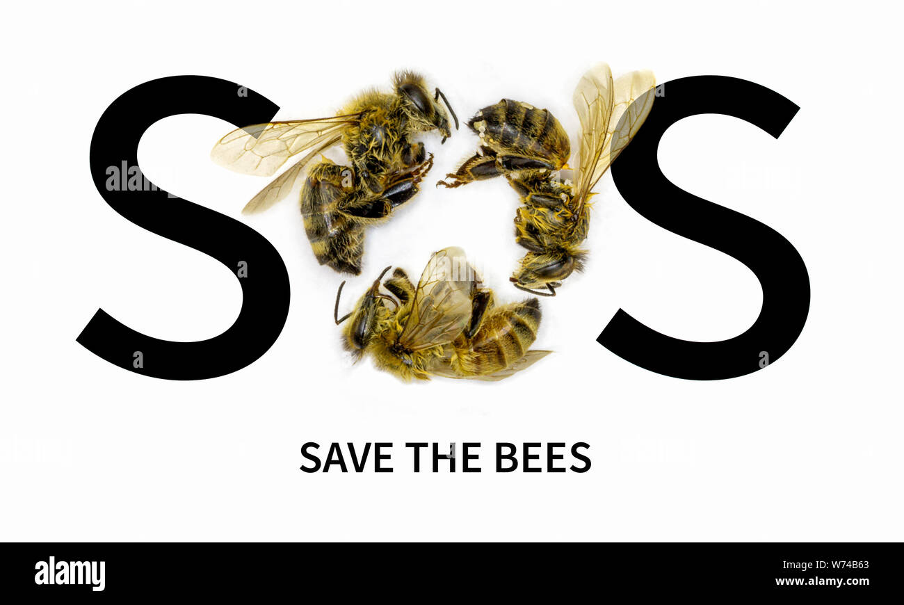 SOS Speichern Sie die Bienen. Bei Bienen aufgrund der Zerstörung von Lebensräumen, die Umweltverschmutzung und die Verwendung von Pestiziden, SOS Text mit O durch tote Bienen auf weißem Hintergrund gebildet Rückgang Stockfoto