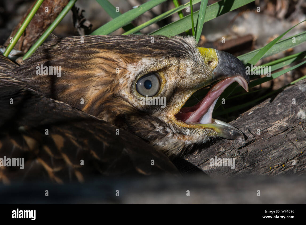 Ein gewordener Vogel Red-tailed Hawk (Buteo Jamaicensis) von Jefferson County, Colorado, USA. Stockfoto