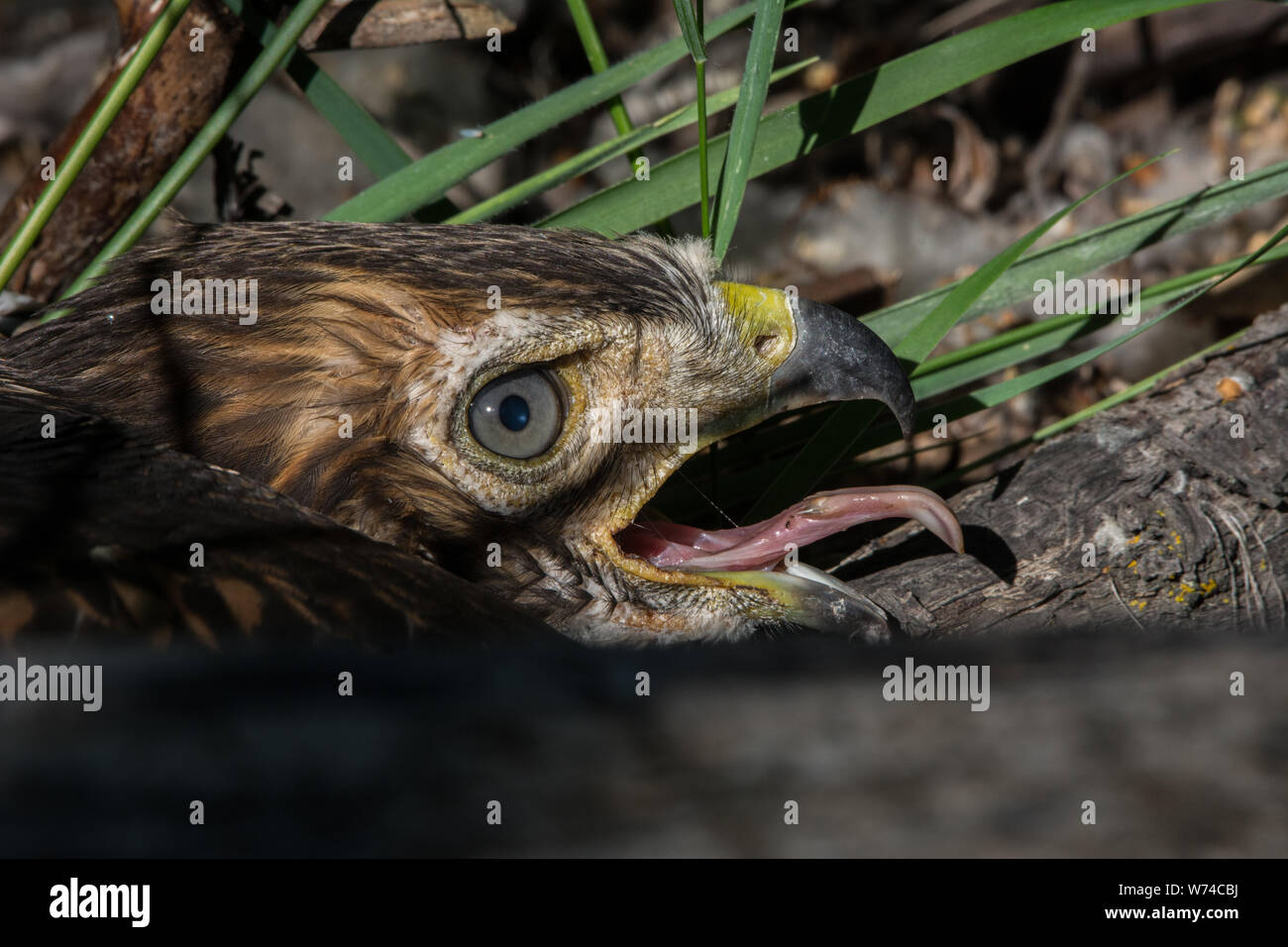 Ein gewordener Vogel Red-tailed Hawk (Buteo Jamaicensis) von Jefferson County, Colorado, USA. Stockfoto