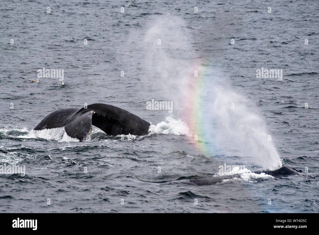Buckelwale in Southeast Alaska Bubble Netz Stockfoto