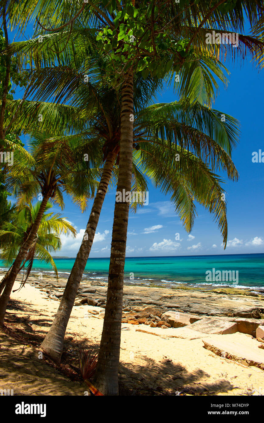 Palmas en la Playa Los Tubos, Vega Baja, PR Stockfoto