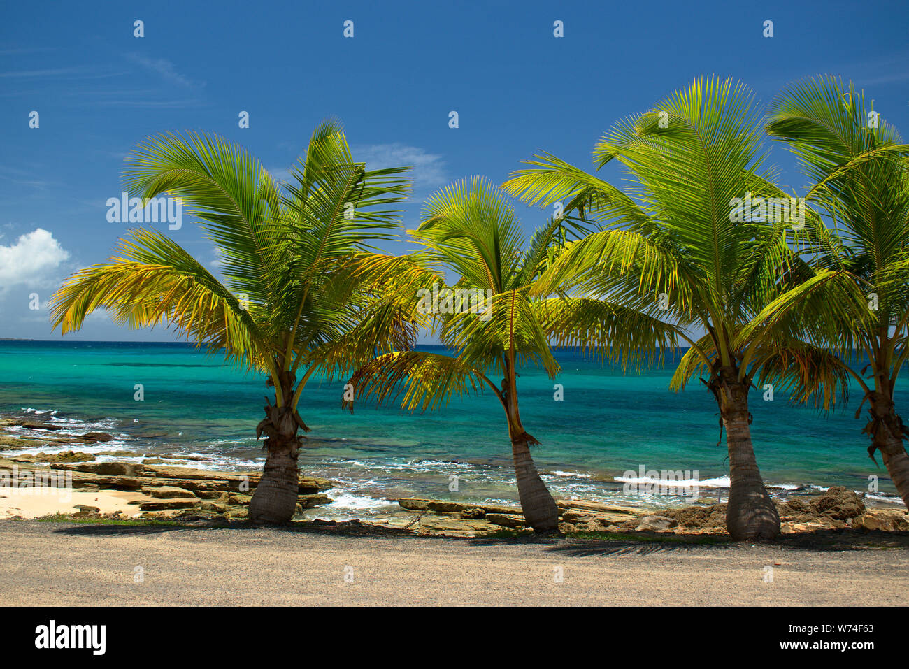 Palmas pequeñas en la Playa Los Tubos, PR Stockfoto