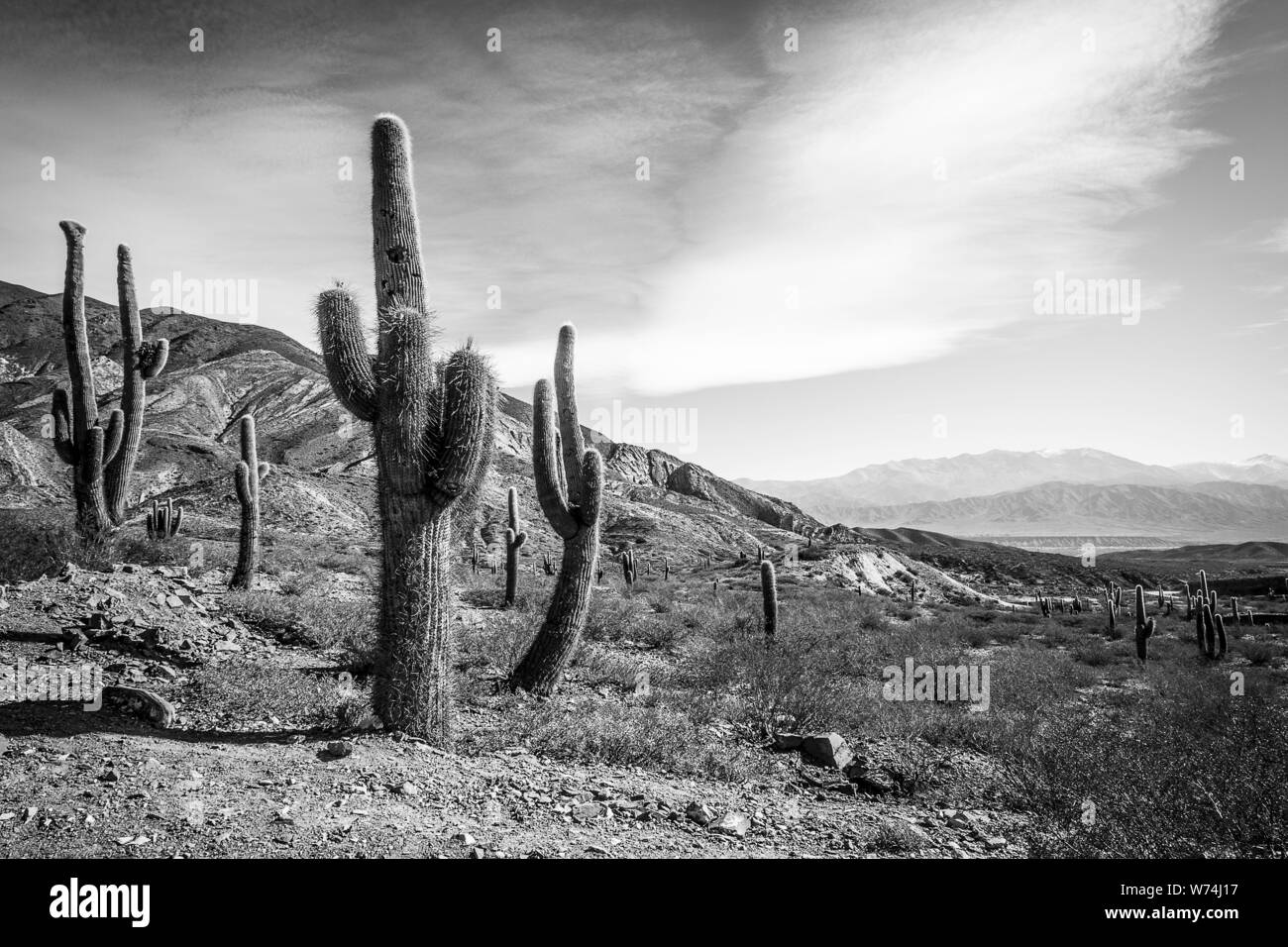 Ein Blick auf Los Cardones Nationalpark in Salta, Argentinien Stockfoto