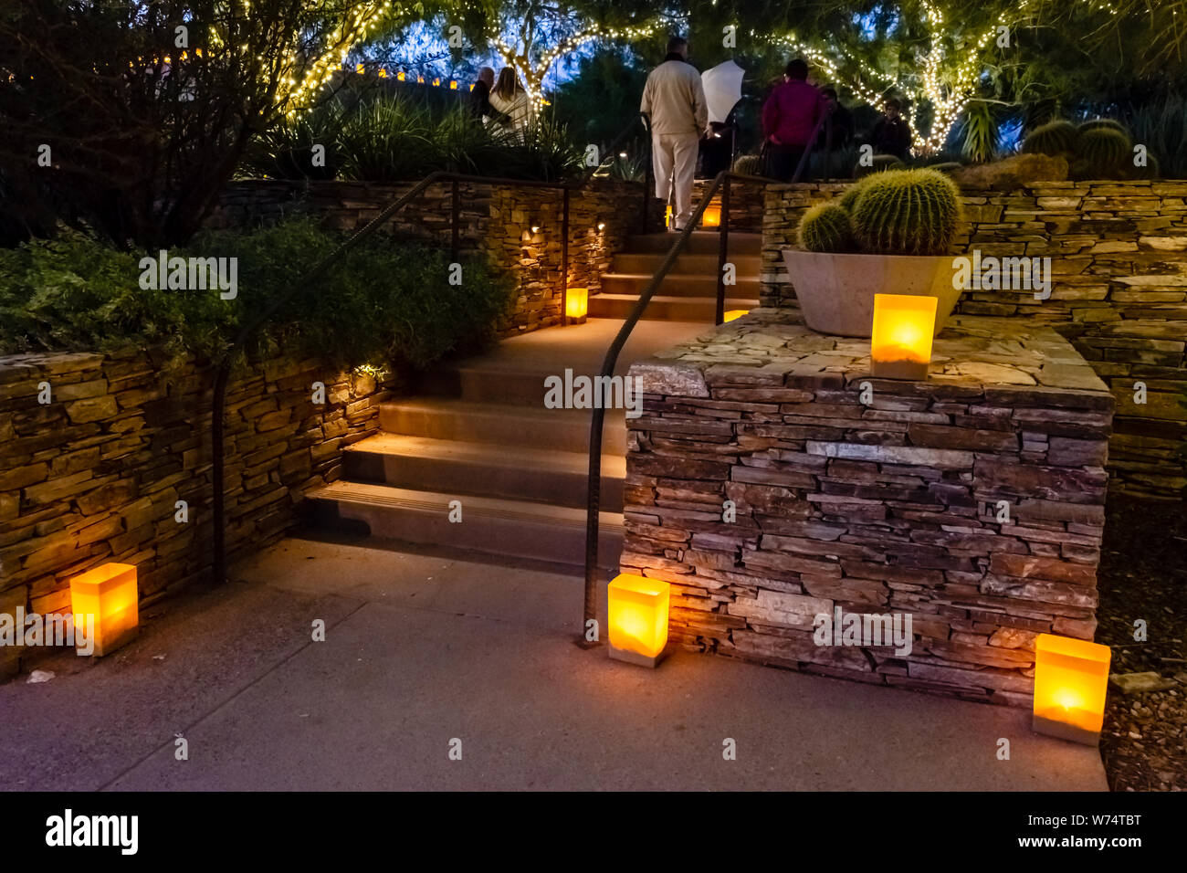 Desert Botanical Garden Luminarias Stockfoto