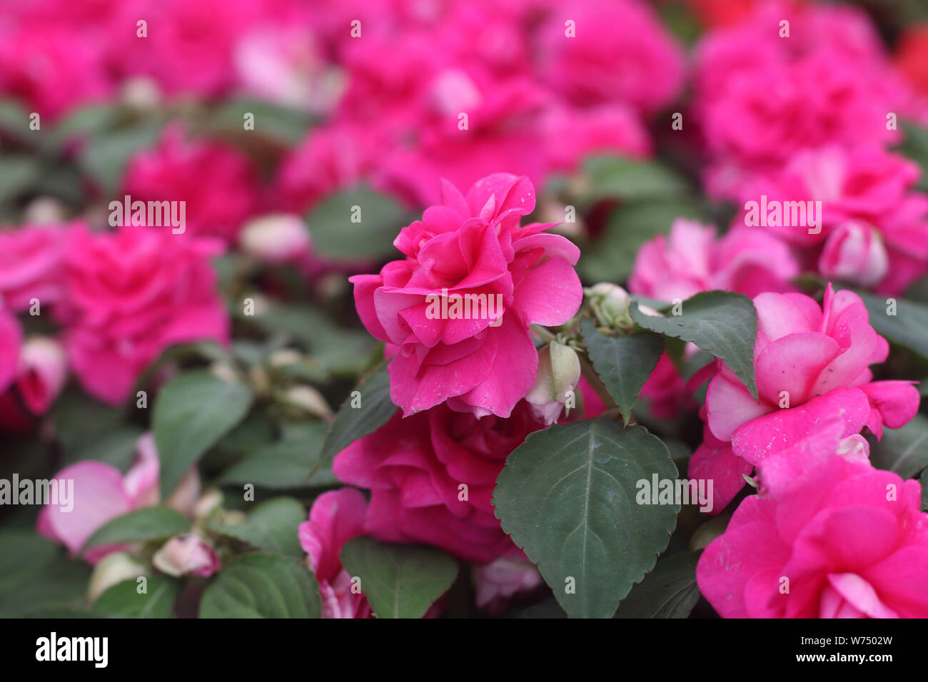 Double impatiens im Kindergarten Stockfoto