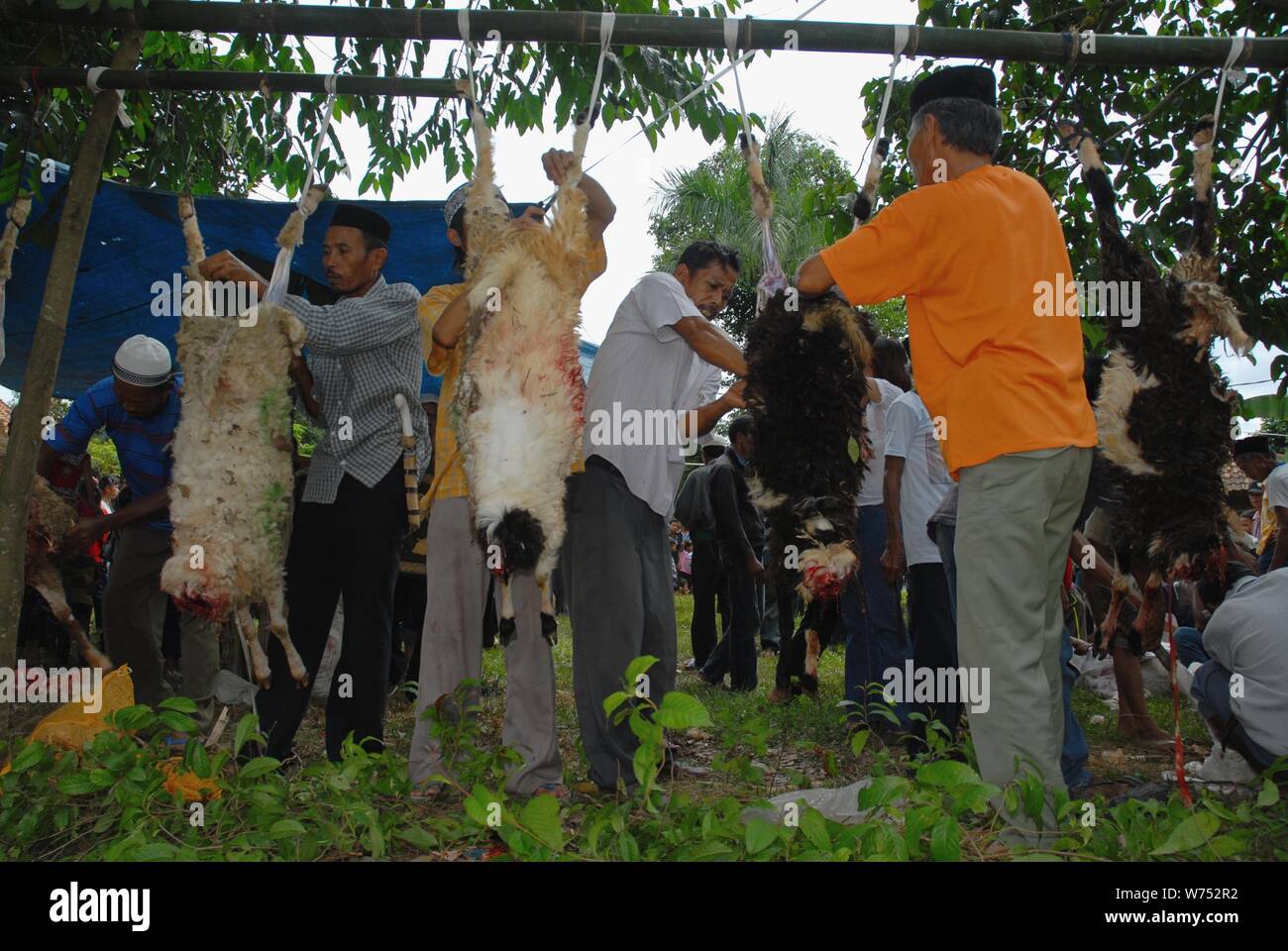 Bogor, West Java, Indonesien - August 2019: Einige ehrenamtliche Mitarbeiter schneiden und das Opferlamm Fleisch in einem unterentwickelten Dorf hacken. Stockfoto