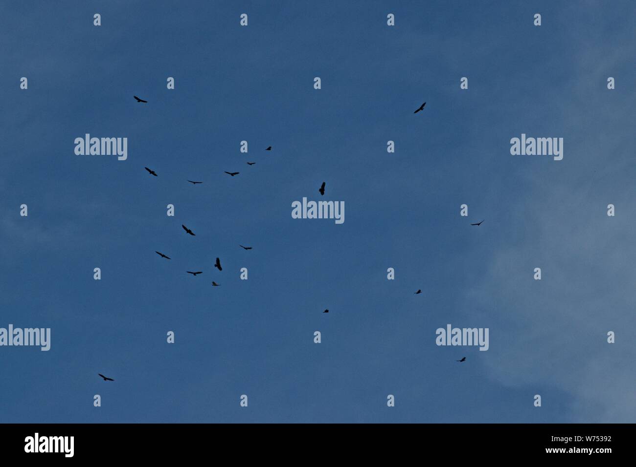 Große Anzahl von Mississippi Kites Kreisen über Canyon, Texas Stockfoto