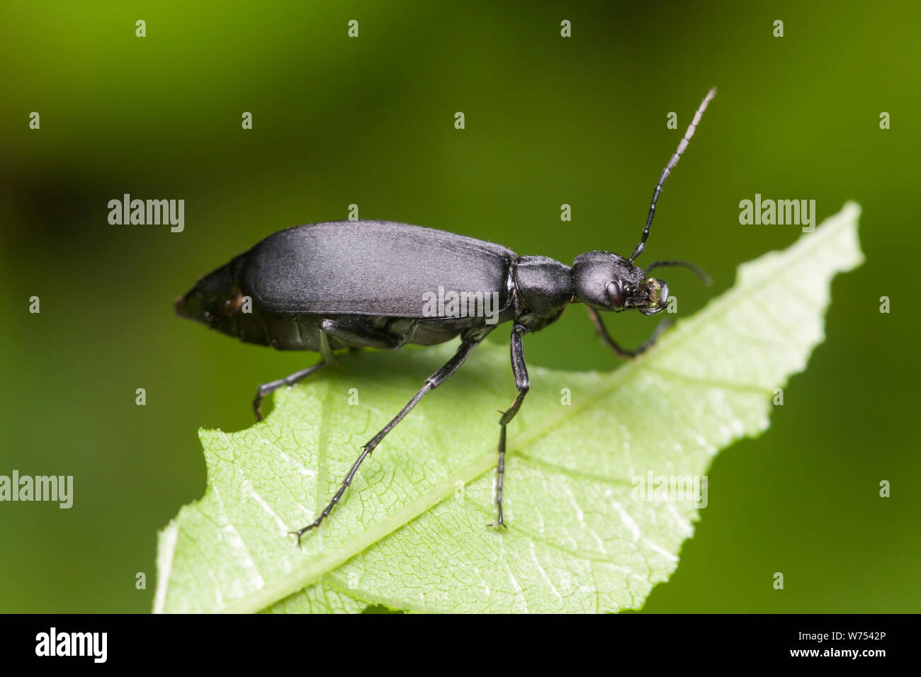Ein marinierter Blisterkäfer (Epicauta funebris), schwarze Form, ernährt sich von einem Pflanzenblatt. Stockfoto