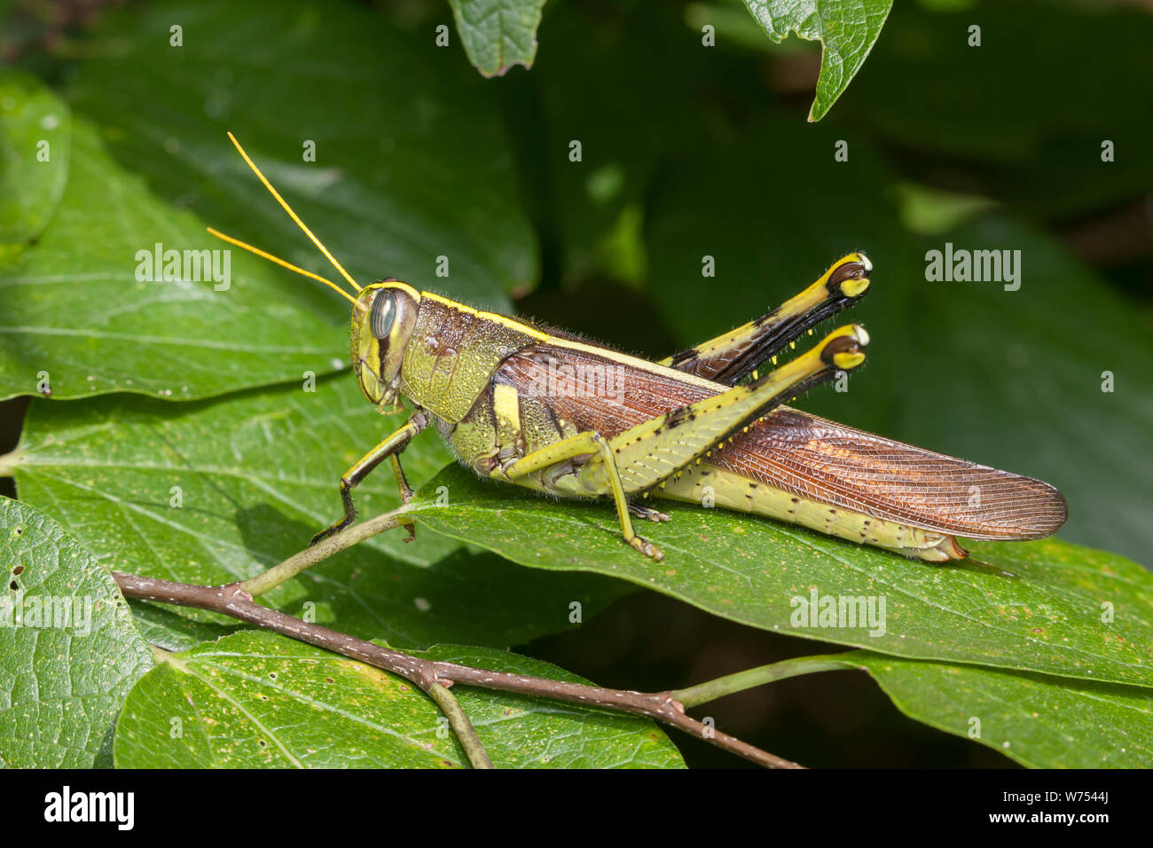 Eine obskure Vogel Grasshopper (schistocerca Obscura) Sitzstangen auf ein Blatt. Stockfoto