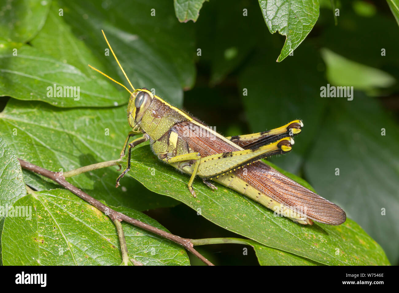 Eine obskure Vogel Grasshopper (schistocerca Obscura) Sitzstangen auf ein Blatt. Stockfoto