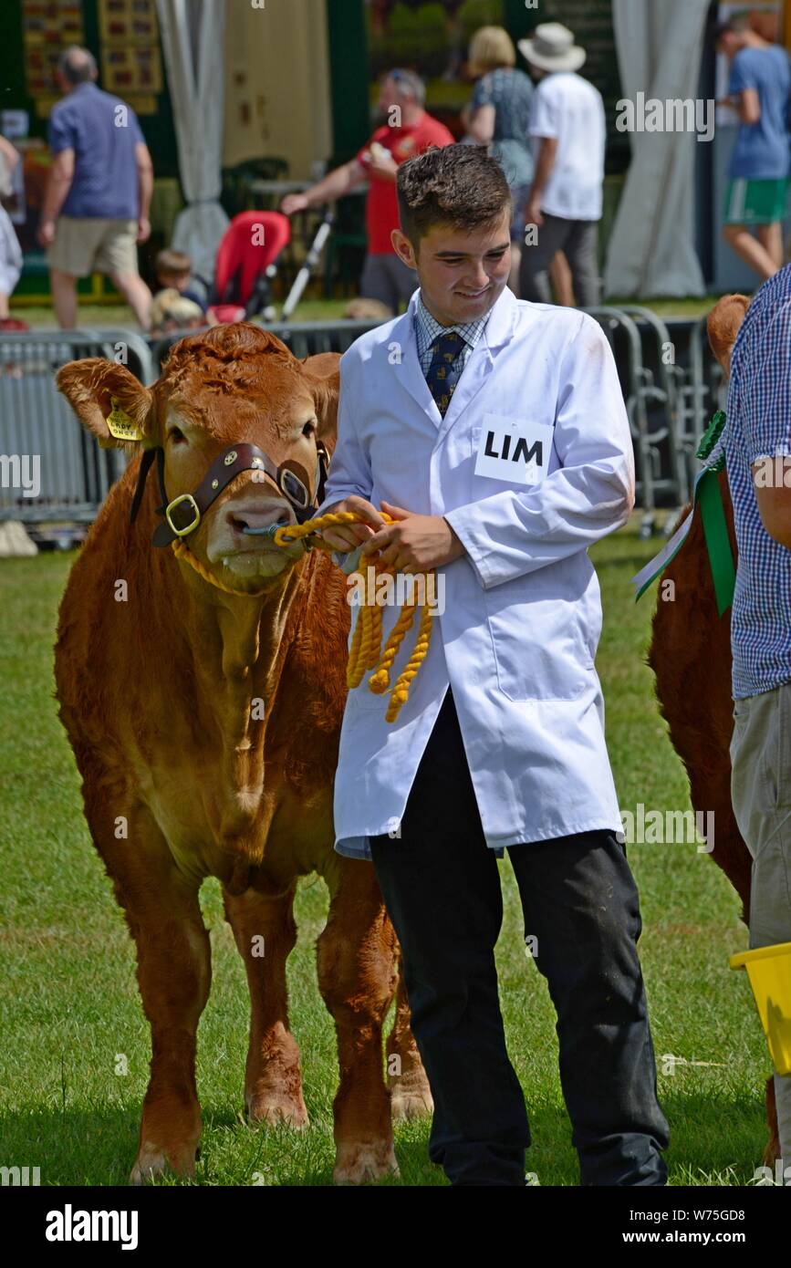 Vieh im show Ring an die 100 Royal Welsh Show 2019, Builth Wells Stockfoto