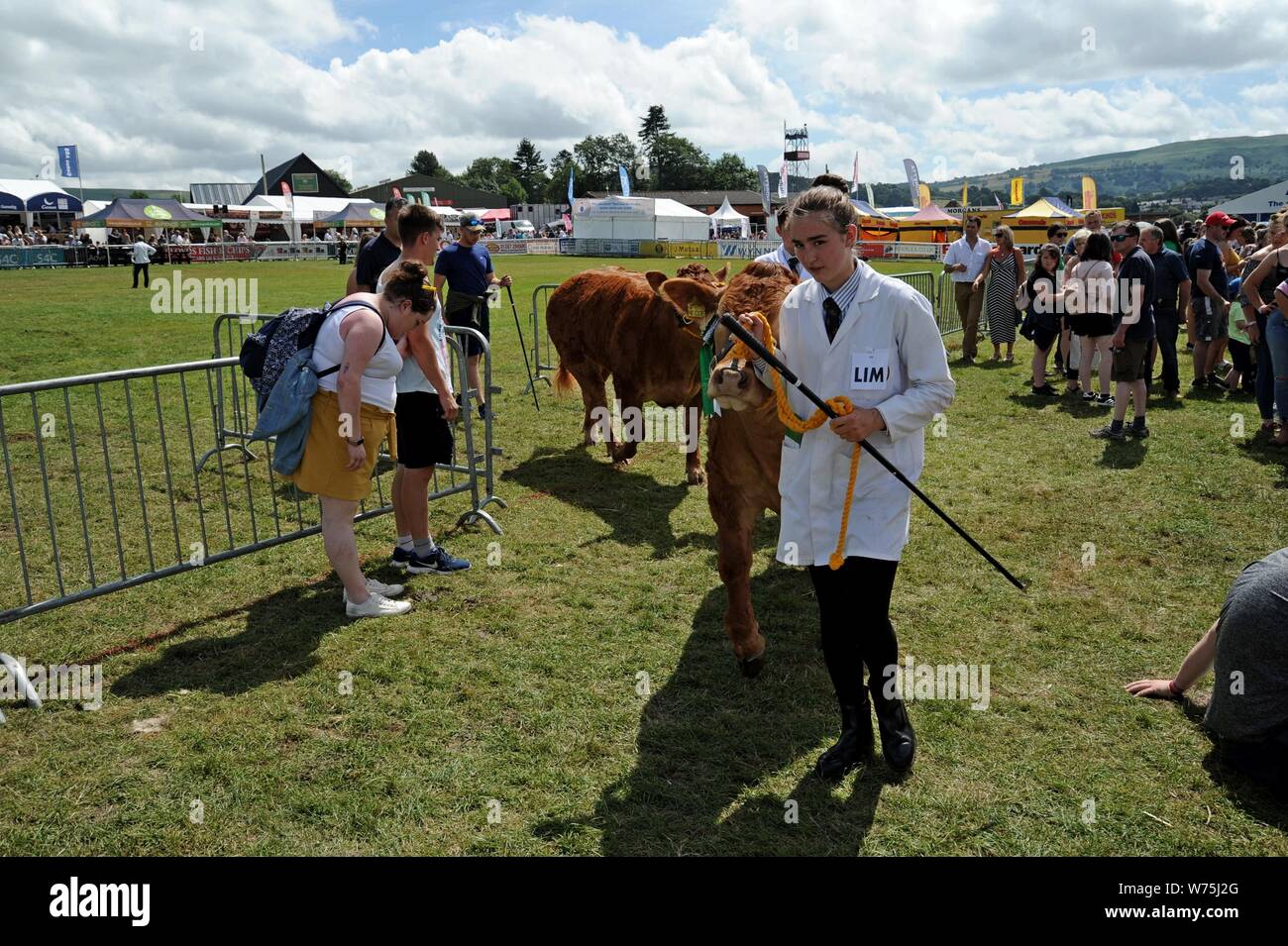 Vieh im show Ring an die 100 Royal Welsh Show 2019, Builth Wells Stockfoto