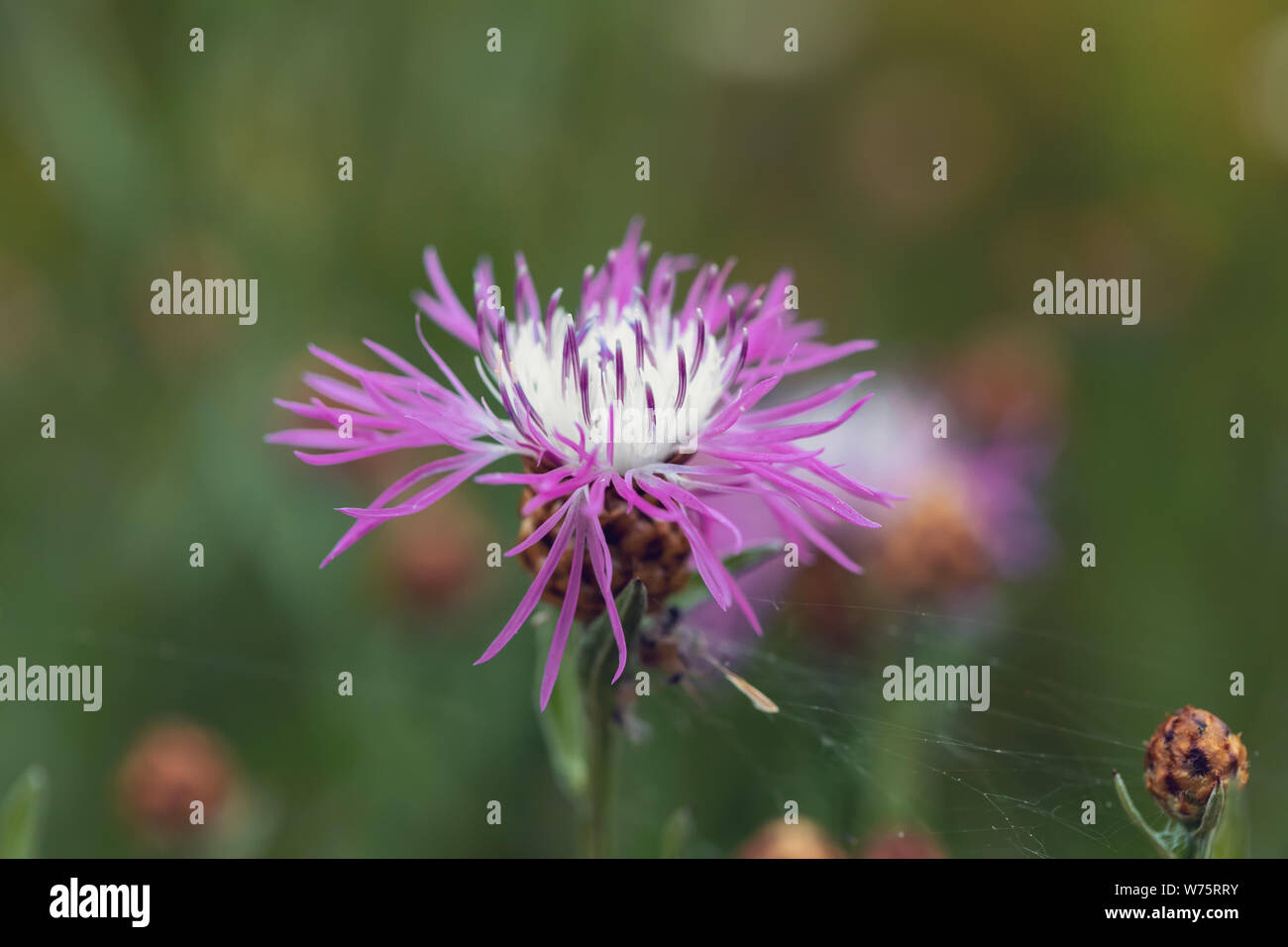 Blume moschus Distel, Carduus nutans, auch als Distel oder Nicken plumeless Thistle bekannt) mit flachen konzentrieren und verschwommener Hintergrund Stockfoto