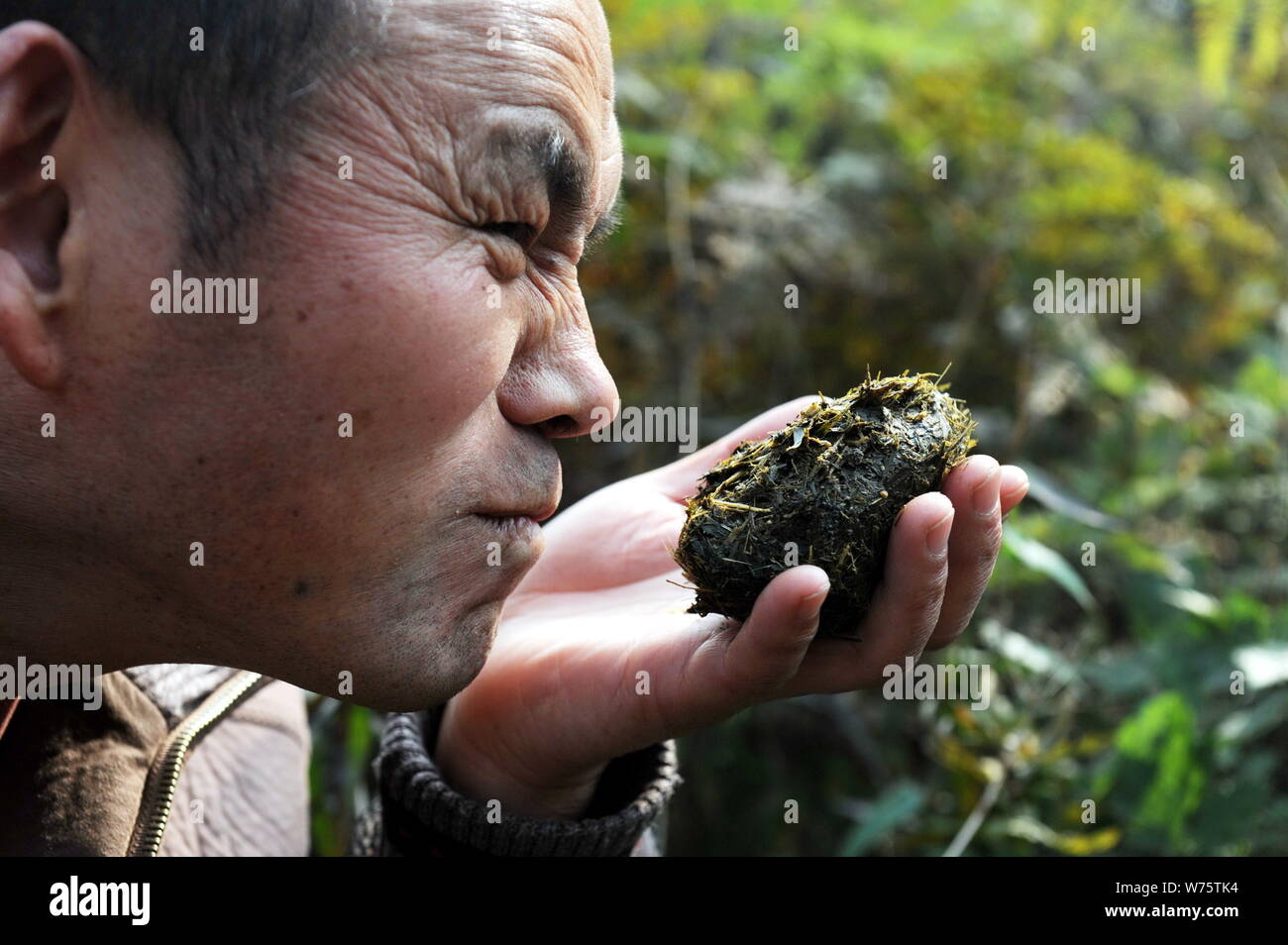 Ein chinesischer Arbeiter riecht Panda poo als Dngemittel" panda Tee" im  Boden in Ya'an City, im Sdwesten Chinas Provinz Sichuan, 2 Deze zu wachsen  verwendet Stockfotografie - Alamy