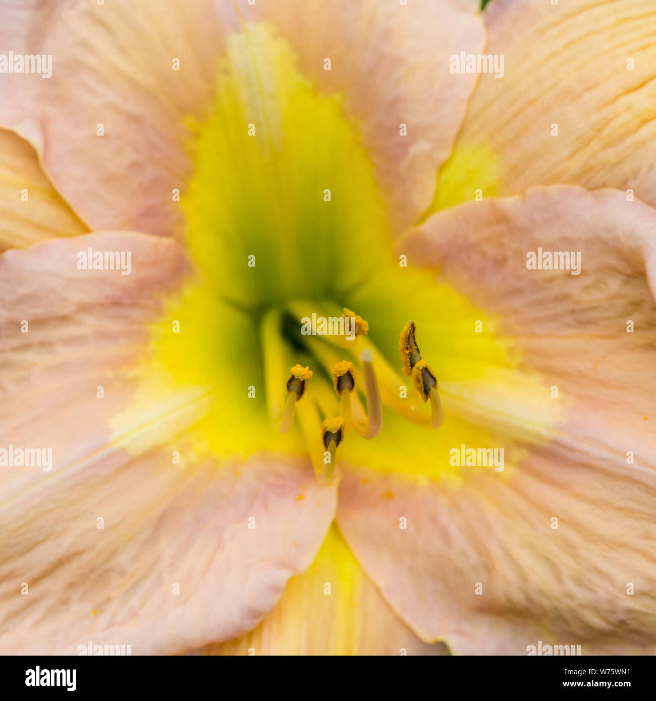 Eine Makroaufnahme eines Daylily innere Ansicht der Blüte. Stockfoto