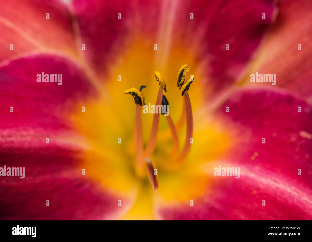 Eine Makroaufnahme eines daylily Chicago kirsche Blüte. Stockfoto