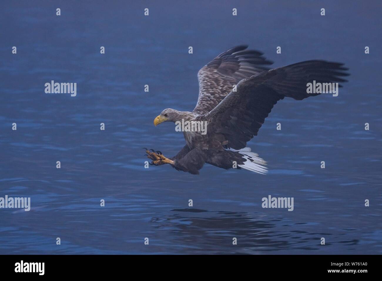 Seeadler (Haliaeetus albicilla) erwachsenen Fliegen und Jagen Fischen auf dem See, Mecklenburg-Vorpommern, Deutschland | Verwendung weltweit Stockfoto