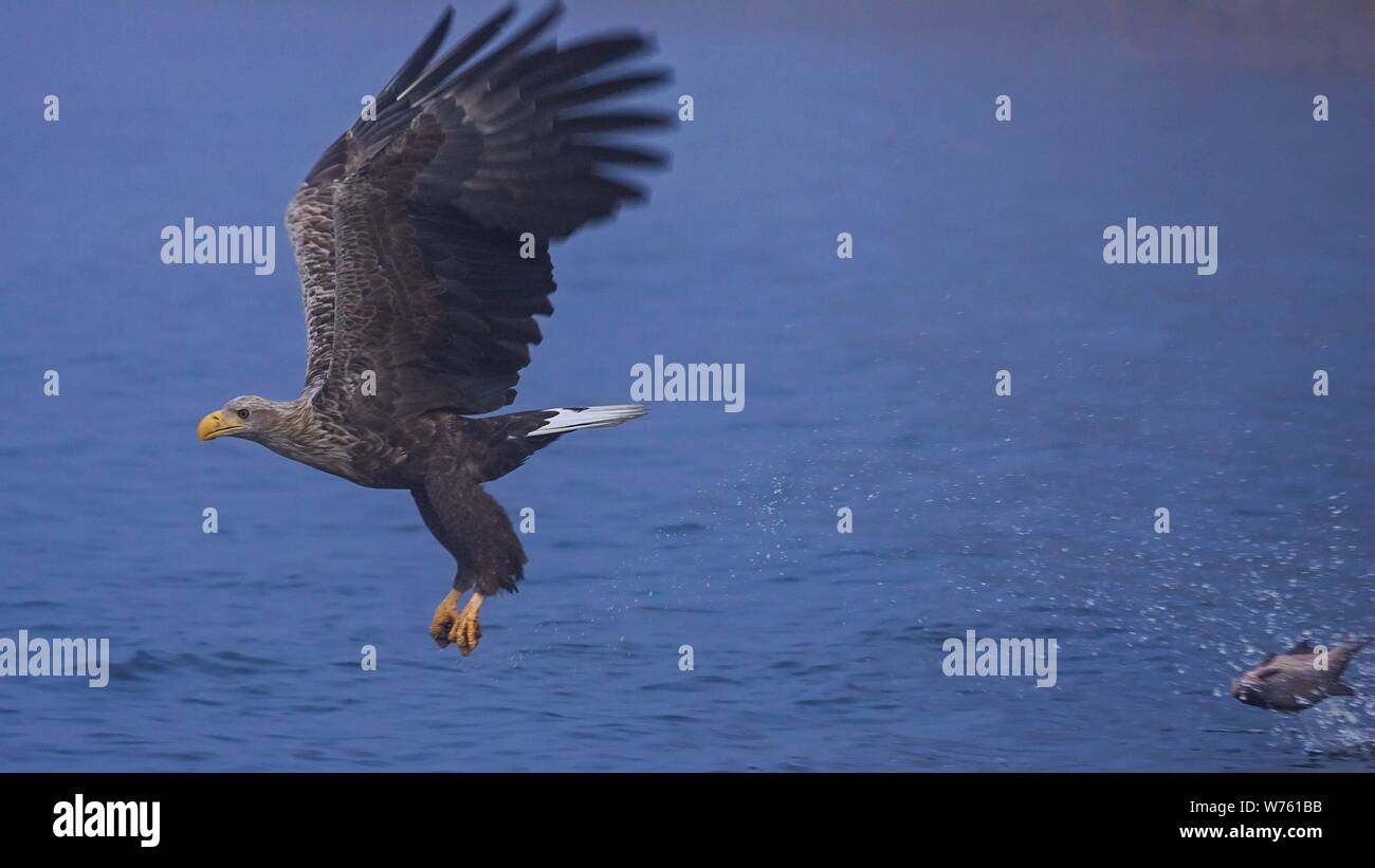 Seeadler (Haliaeetus albicilla) erwachsenen Fliegen und Jagen Fischen auf dem See, Mecklenburg-Vorpommern, Deutschland | Verwendung weltweit Stockfoto