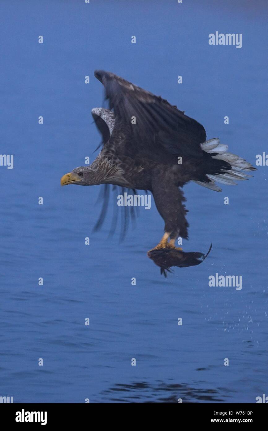 Seeadler (Haliaeetus albicilla) erwachsenen Fliegen und Jagen Fischen auf dem See, Mecklenburg-Vorpommern, Deutschland | Verwendung weltweit Stockfoto