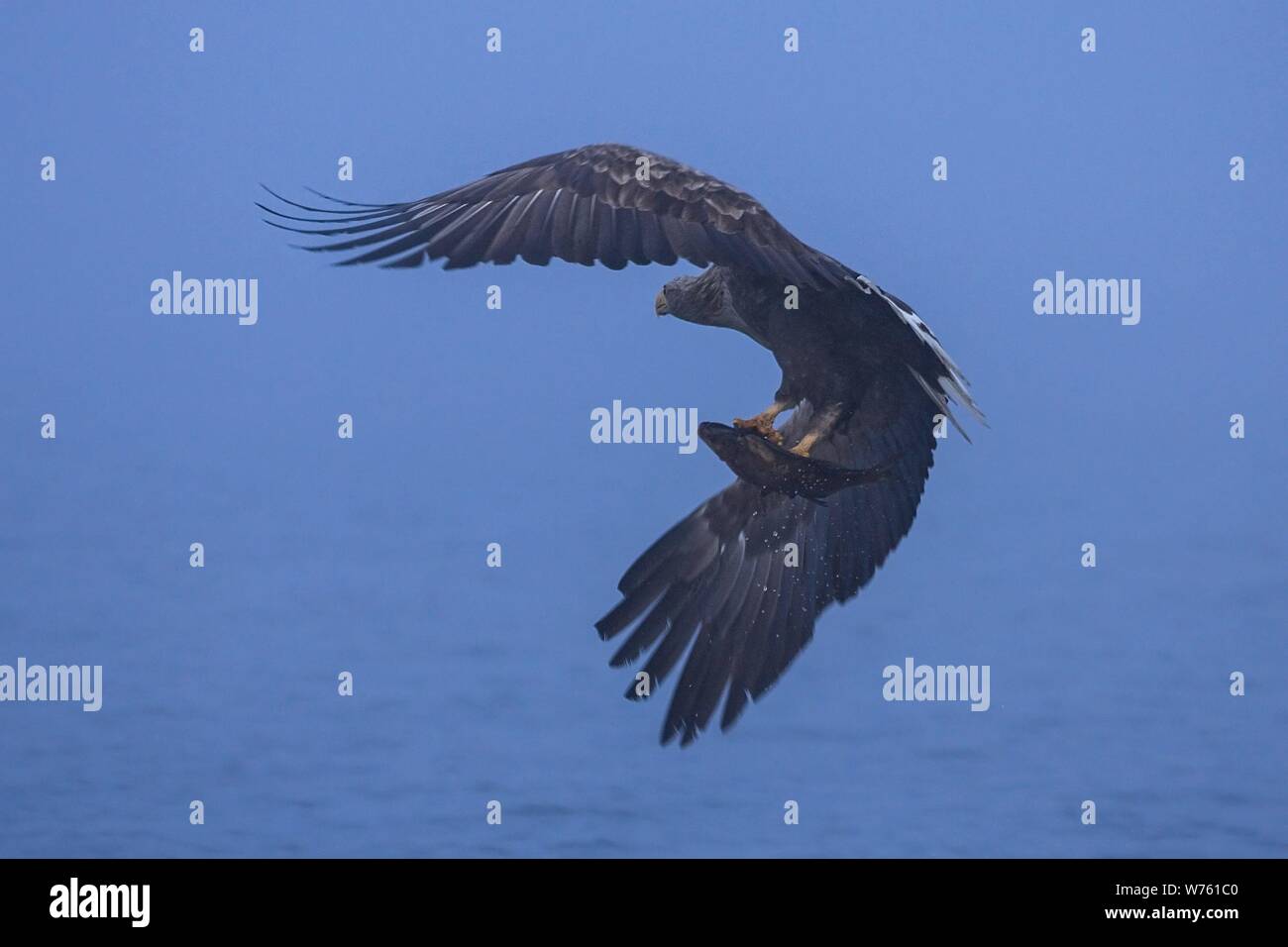 Seeadler (Haliaeetus albicilla) erwachsenen Fliegen und Jagen Fischen auf dem See, Mecklenburg-Vorpommern, Deutschland | Verwendung weltweit Stockfoto