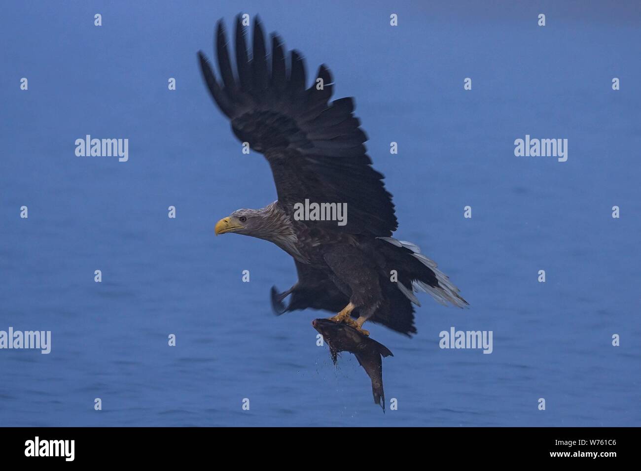 Seeadler (Haliaeetus albicilla) erwachsenen Fliegen und Jagen Fischen auf dem See, Mecklenburg-Vorpommern, Deutschland | Verwendung weltweit Stockfoto