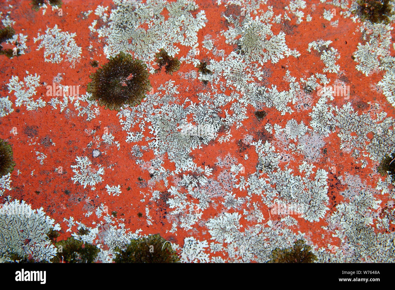 Flechten (Lecanora muralis) wächst auf einem Terrakotta-Dachziegel. Stockfoto
