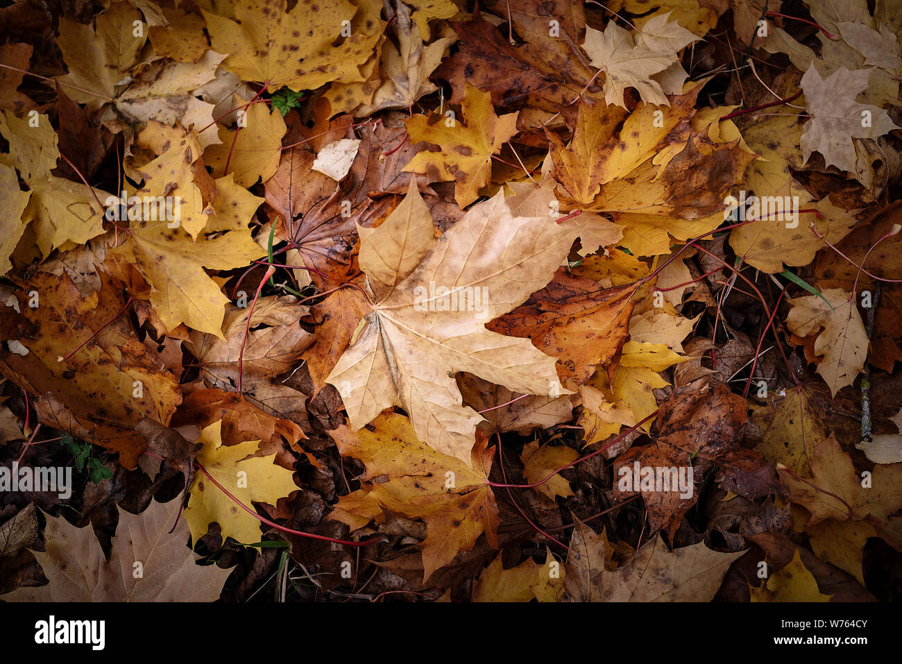 Herbstblatt Im Stapel Stockfoto