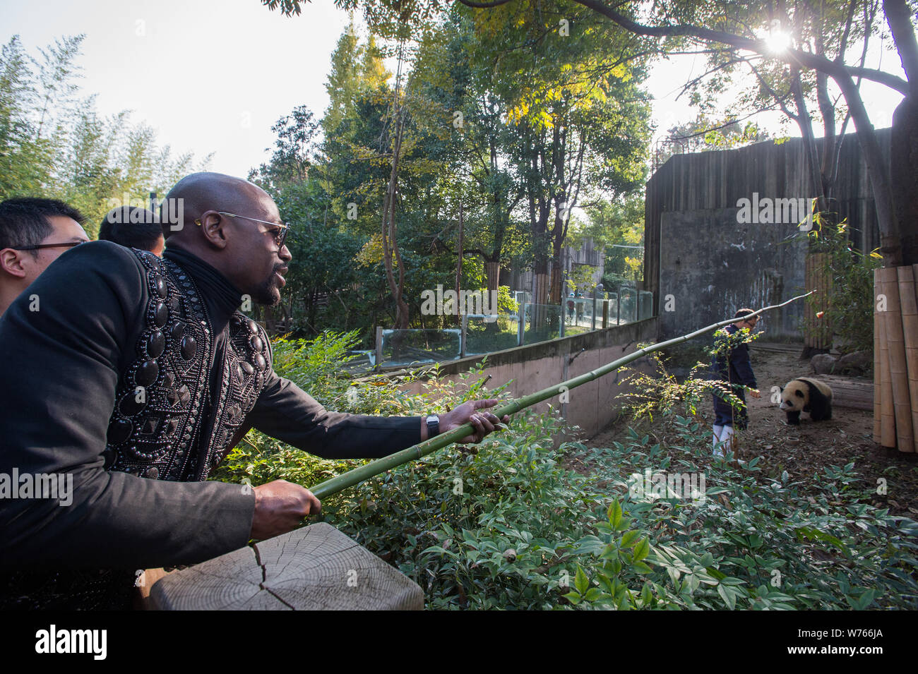 Pensionierten Amerikanischen boxer Floyd Mayweather jr., bereitet seine neu angenommenen Panda zu füttern'' TMT Floyd Mayweather'' mit einem Apple an der Chengdu Rese Stockfoto