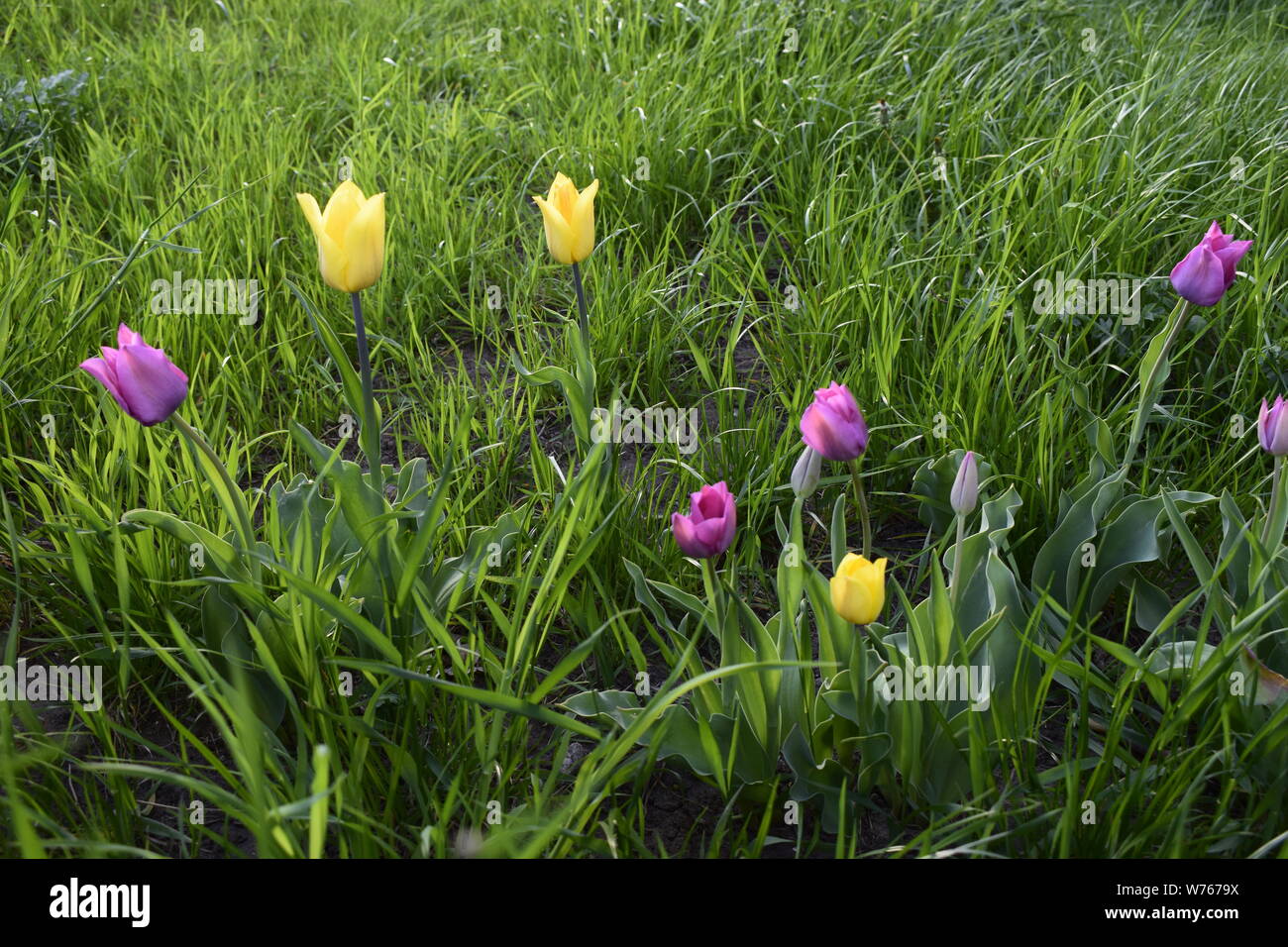 Bunt Niederländisch Tulpen. Tolle Aussicht auf bunte Tulpen gelb violett Blumen im Garten und grünes Gras Stockfoto