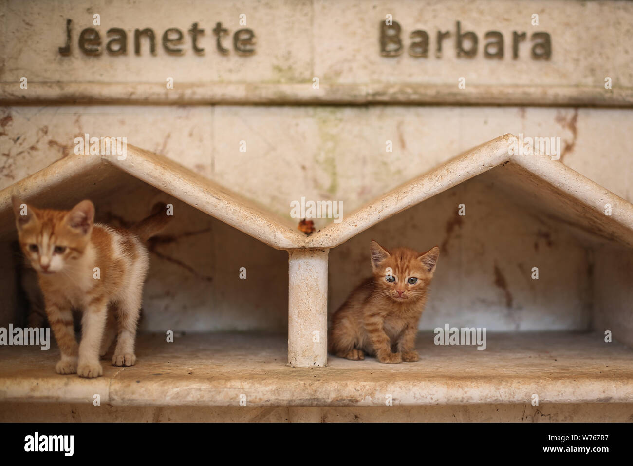 03. August 2019, Syrien, Aleppo: Katzen sind die Unterkünfte von der Ernesto Cat Sanctuary, geführt von Mohammed Alaa al-jaleel gesehen, die auch als "die Katze Mann von Aleppo" bekannt. Während der syrischen Krieg in 2012, Al-Jaleel als krankenwagenfahrer in Aleppo tätig war, benutzte er, um Essen für streunende und verlassenen Katzen auf dem Weg nach Hause fallen nach der Arbeit. Im Jahr 2015 begann er für die lebenden Katzen in den vom Krieg zerstörten Gebieten zu suchen und mit nach Hause nehmen, später im Jahr seinen mitfühlenden Arbeit mit Katzen virale gegangen und mit Hilfe eines Italienischen cat Lover namens Alessandra Abidin, begann er, um Spenden zu sammeln und erhalten Stockfoto