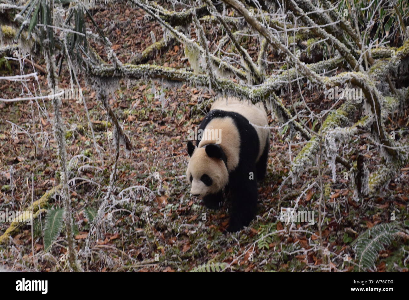 Panda Shuqin, die Mutter von Qinxin, wandert während einer Ausbildung vor dem Qinxin der Wiedereinführung in das wilde im Wolong National Nature Reserve Stockfoto