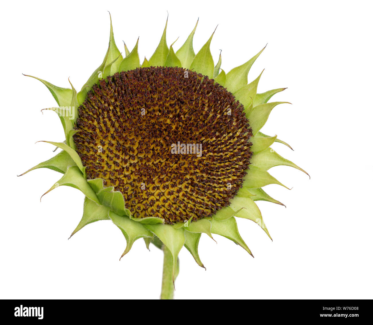Frische Sonnenblumenkerne Kopf auf Weiß isoliert. Stockfoto
