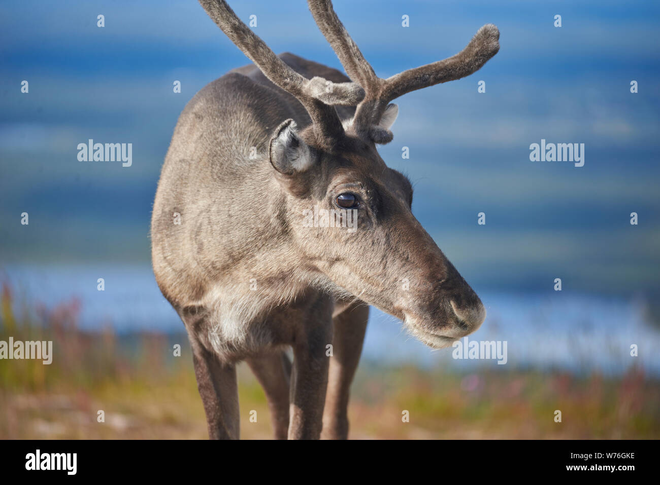 Rentier an Levi fiel, Kittilä, Lappland, Finnland Stockfoto