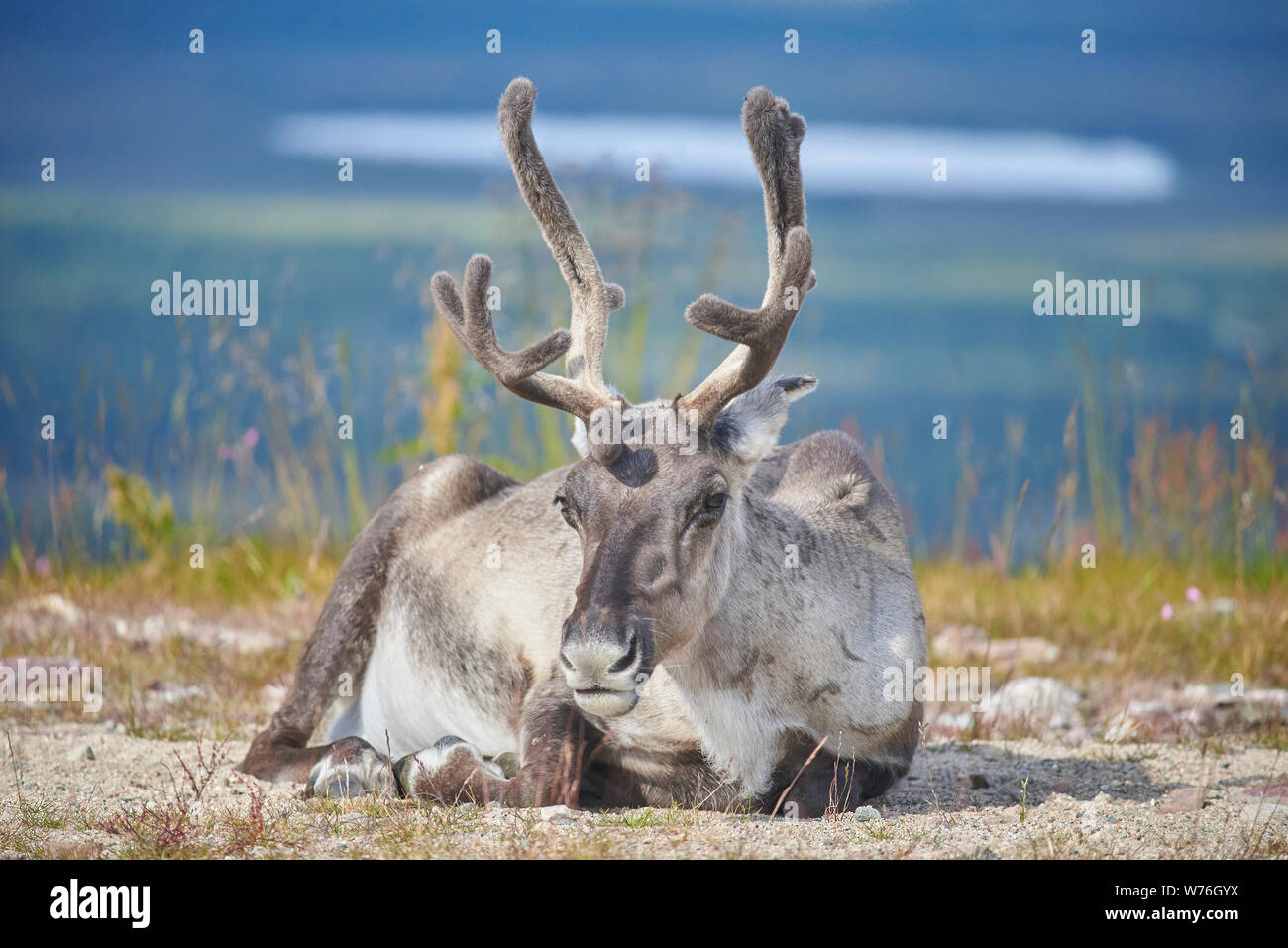 Rentier an Levi fiel, Kittilä, Lappland, Finnland Stockfoto