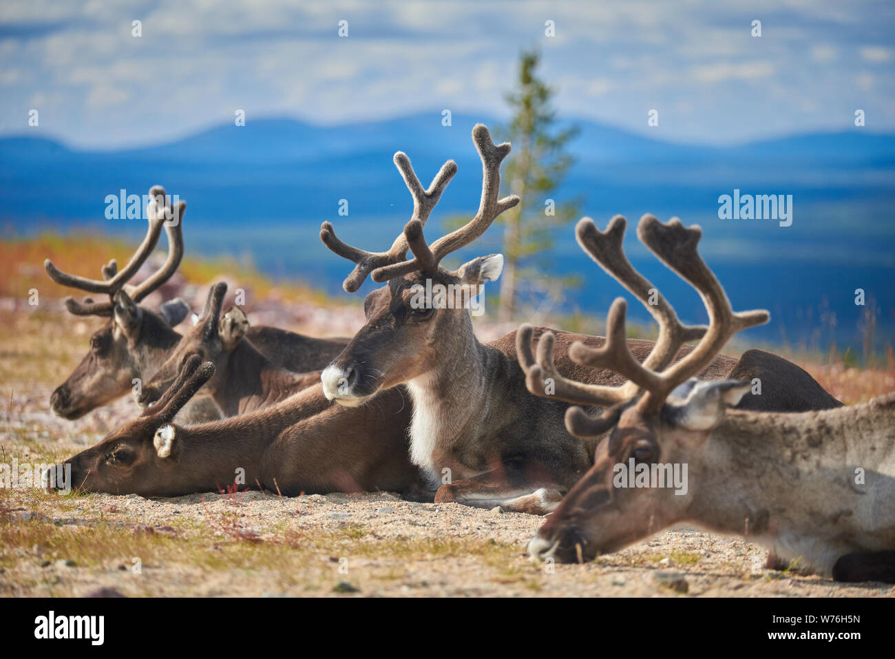 Rentiere an Levi fiel, Kittilä, Lappland, Finnland Stockfoto